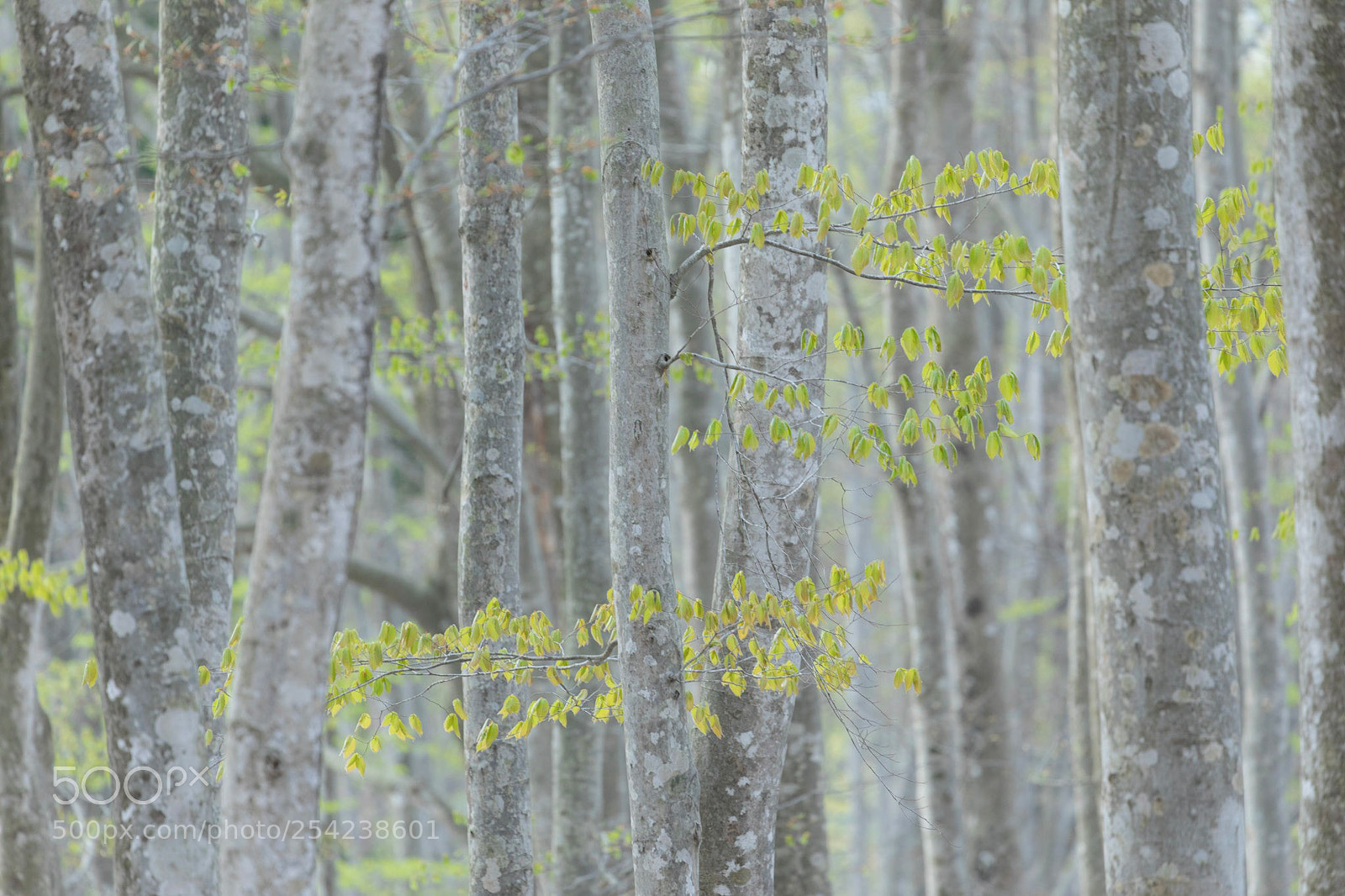 Canon EOS 5D Mark IV sample photo. Fresh green photography
