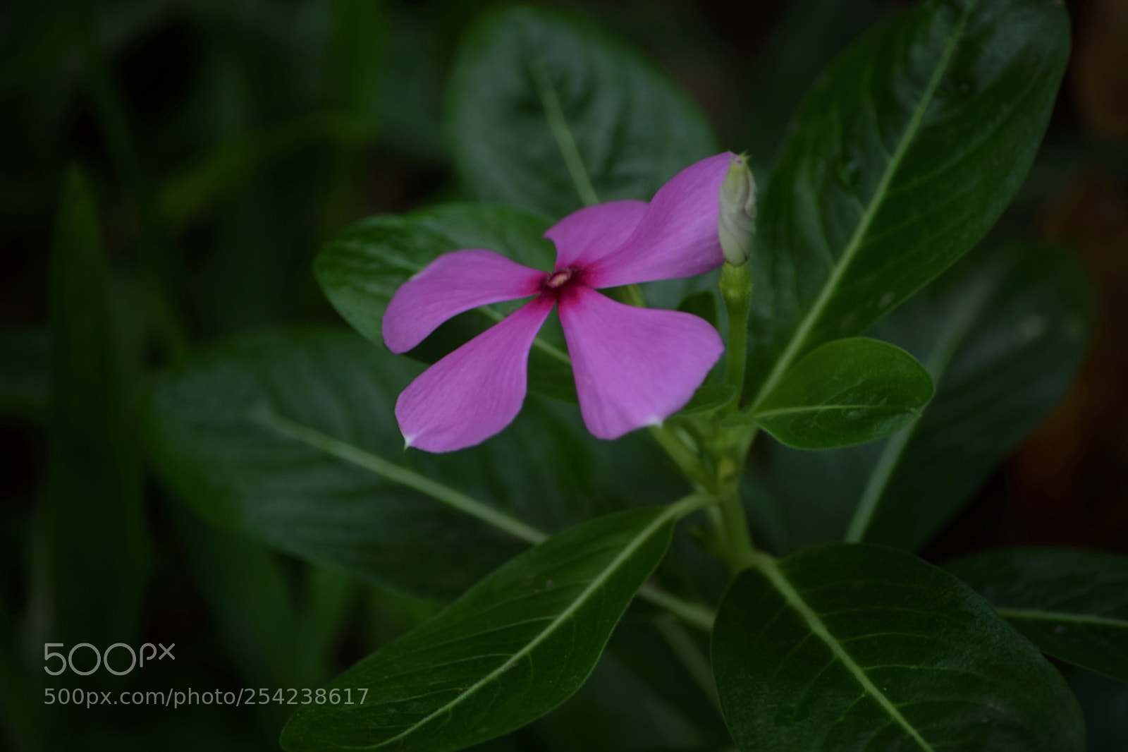 Nikon D5300 sample photo. Flying flower photography