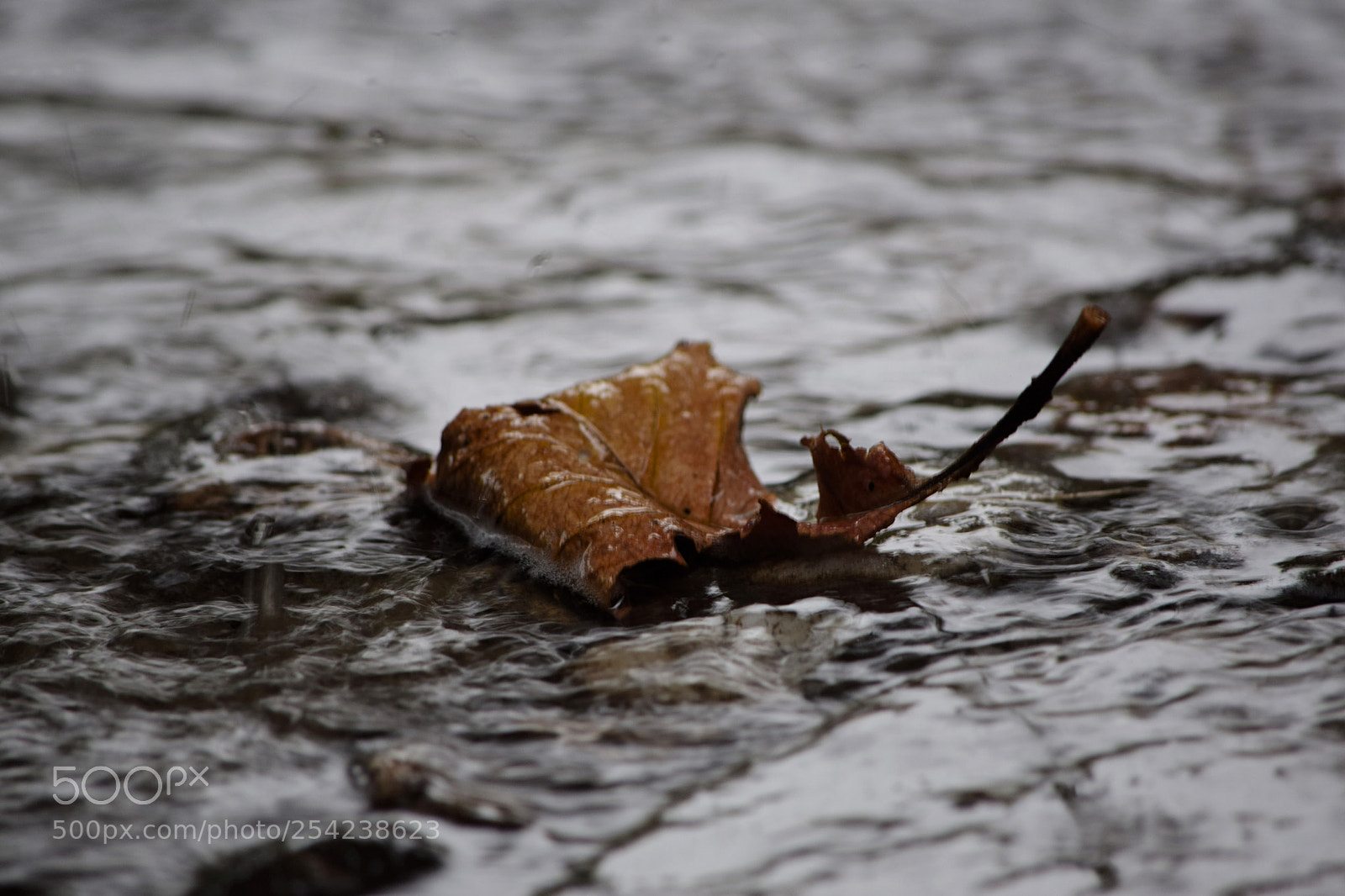 Nikon D5300 sample photo. Traveling leaf photography
