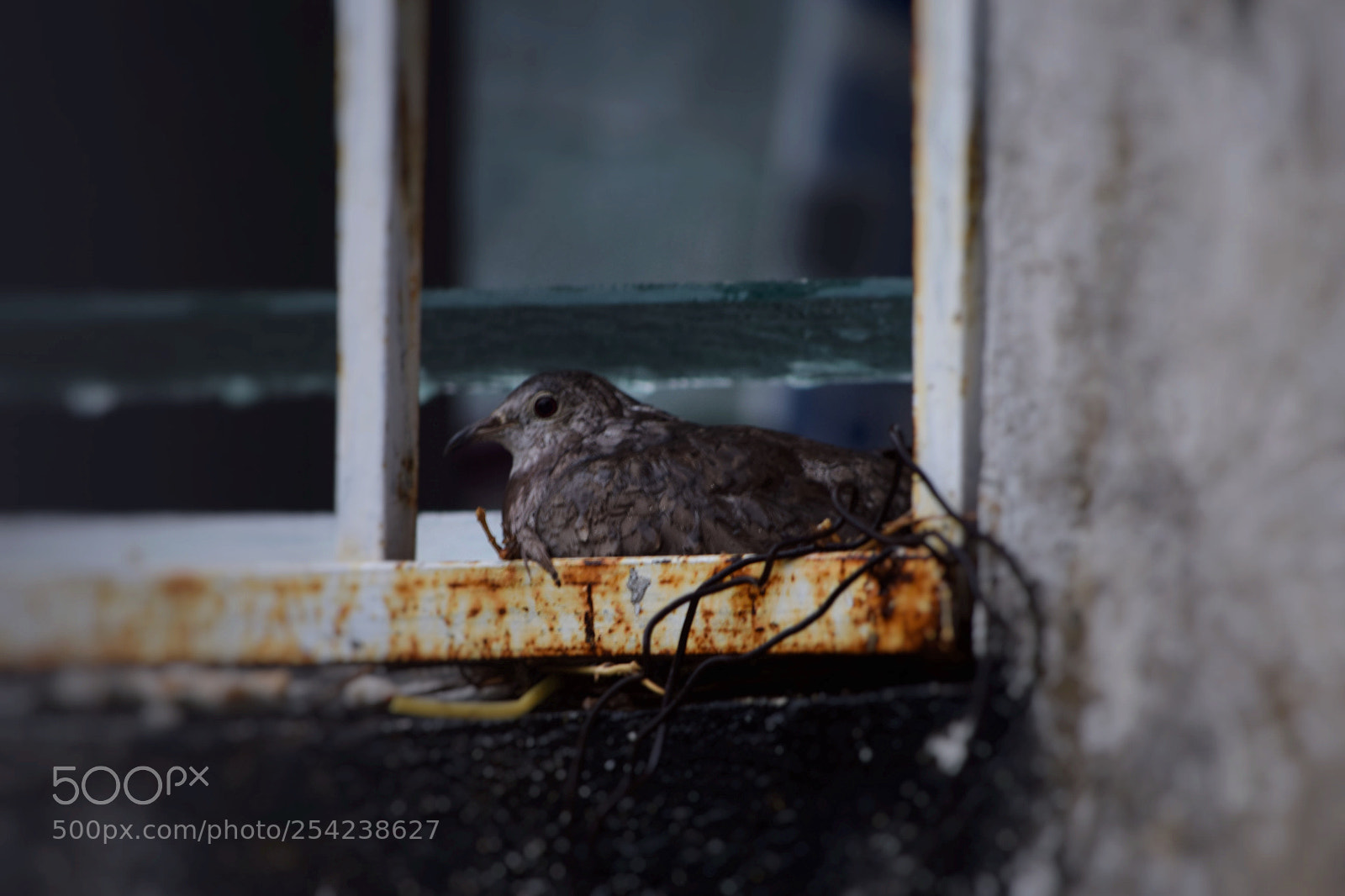 Nikon D5300 sample photo. Nesting bird photography