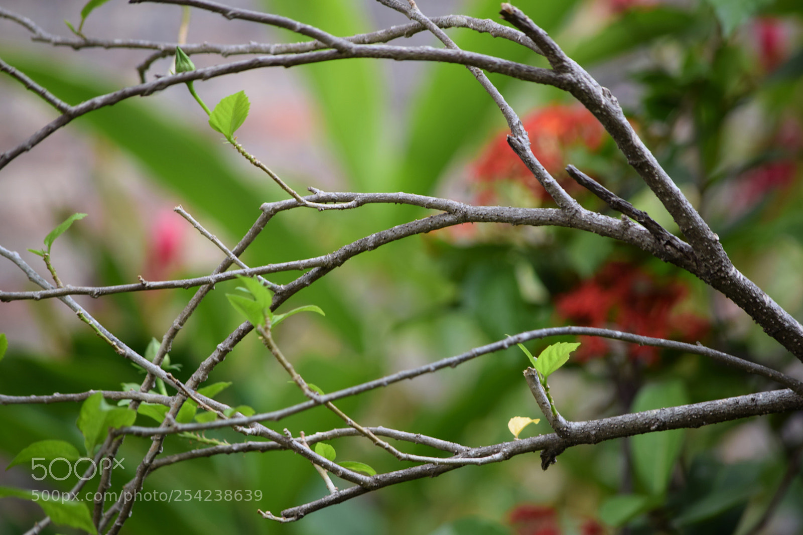 Nikon D5300 sample photo. Reaching photography