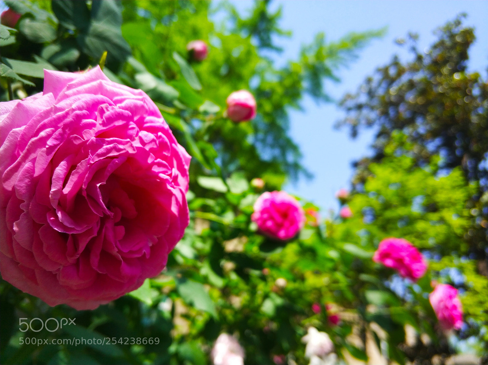 Xiaomi MI6 sample photo. Juicy april photography