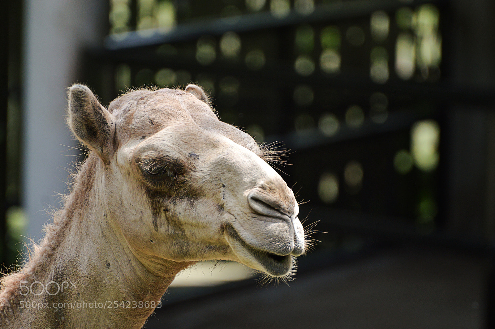 Nikon D3200 sample photo. Why do camels have photography