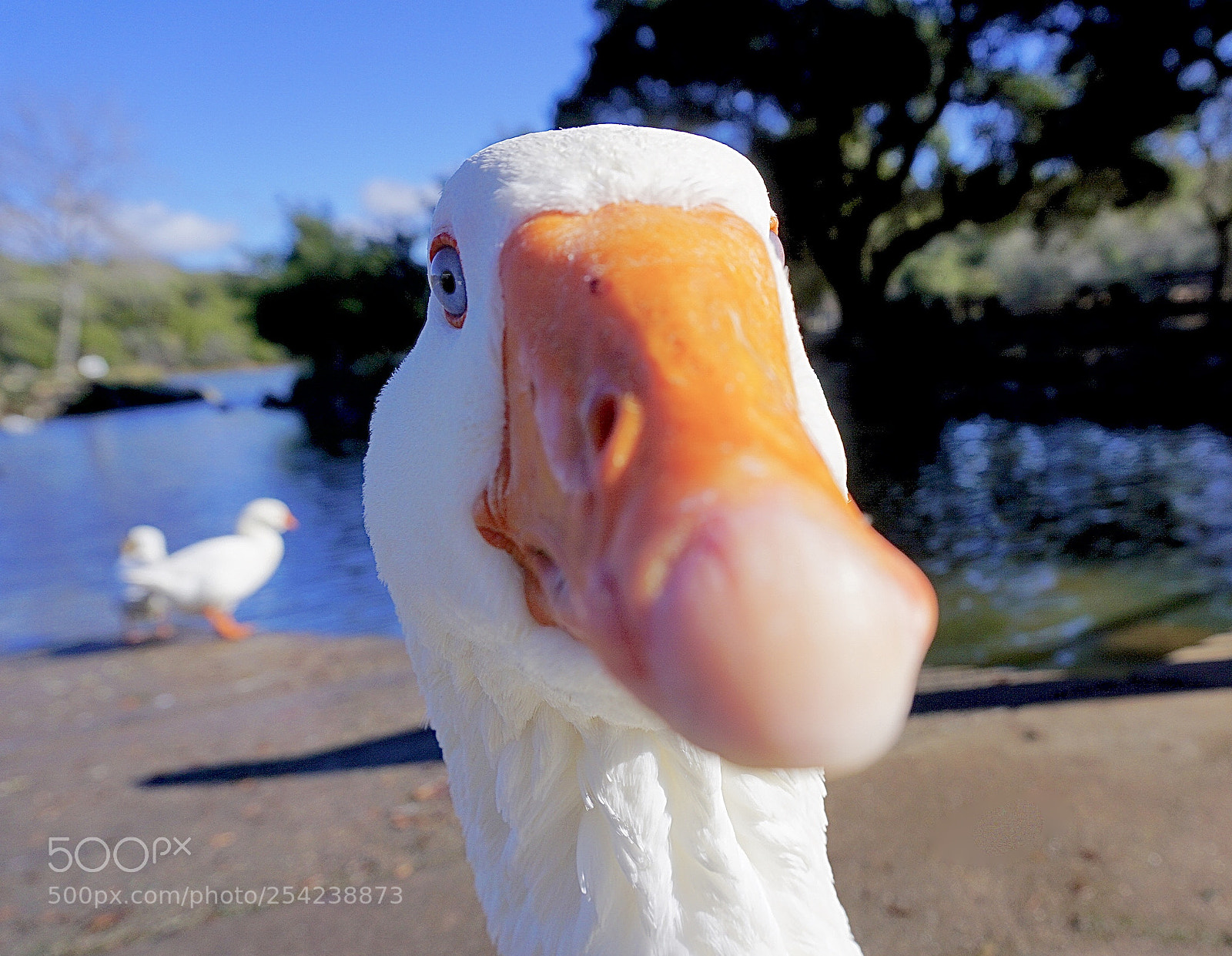 Sony a6000 sample photo. Goose aware photography