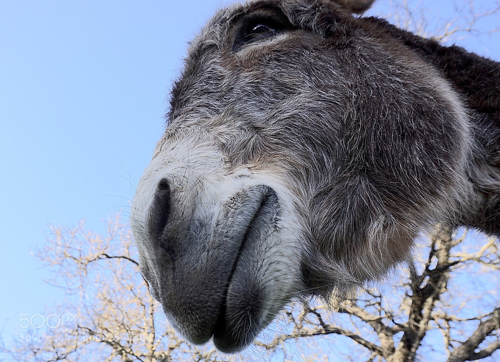 Sony a6000 sample photo. Donkey delight photography