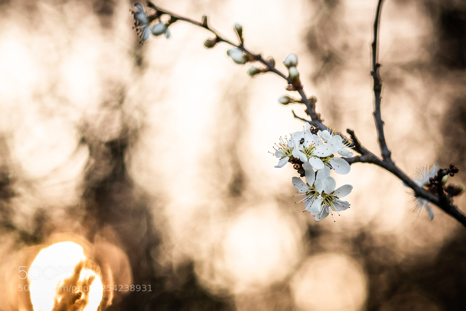 Canon EOS 80D sample photo. White flowers photography