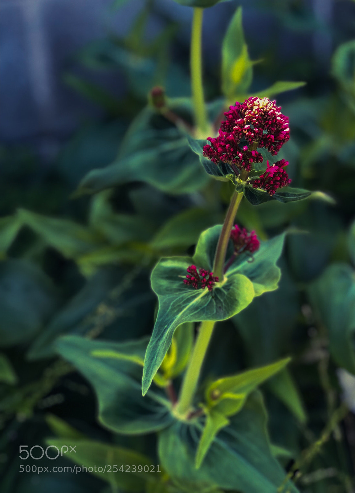 Apple iPhone 8 Plus sample photo. Petite petals  photography