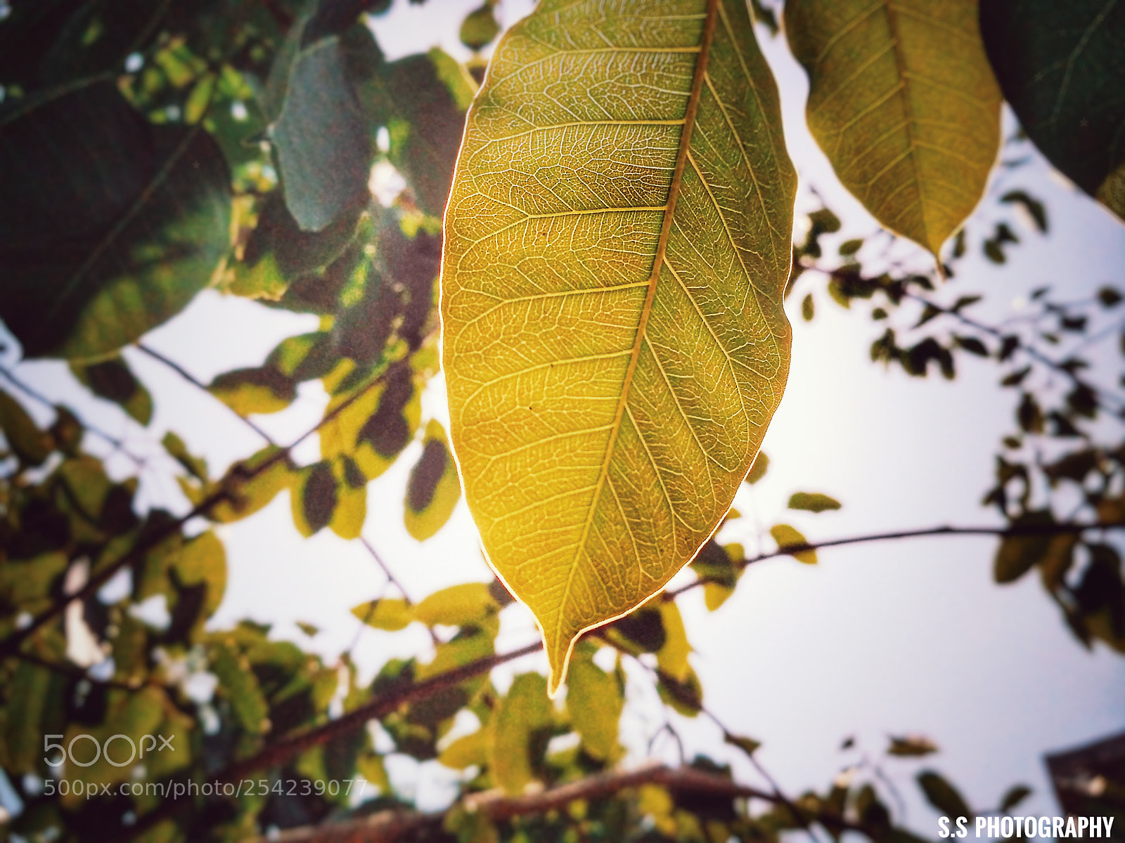 Xiaomi Redmi 3S sample photo. Untitled photography