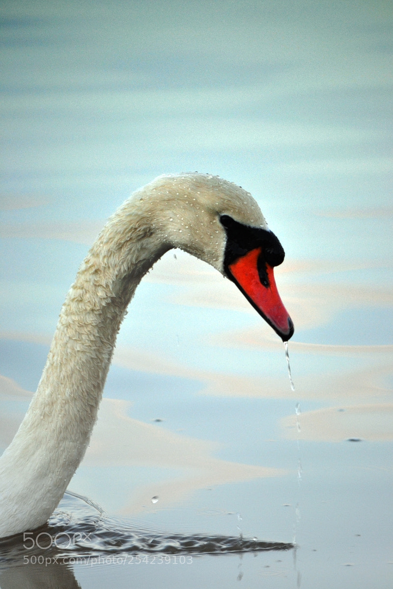 Nikon D3100 sample photo. Swan photography