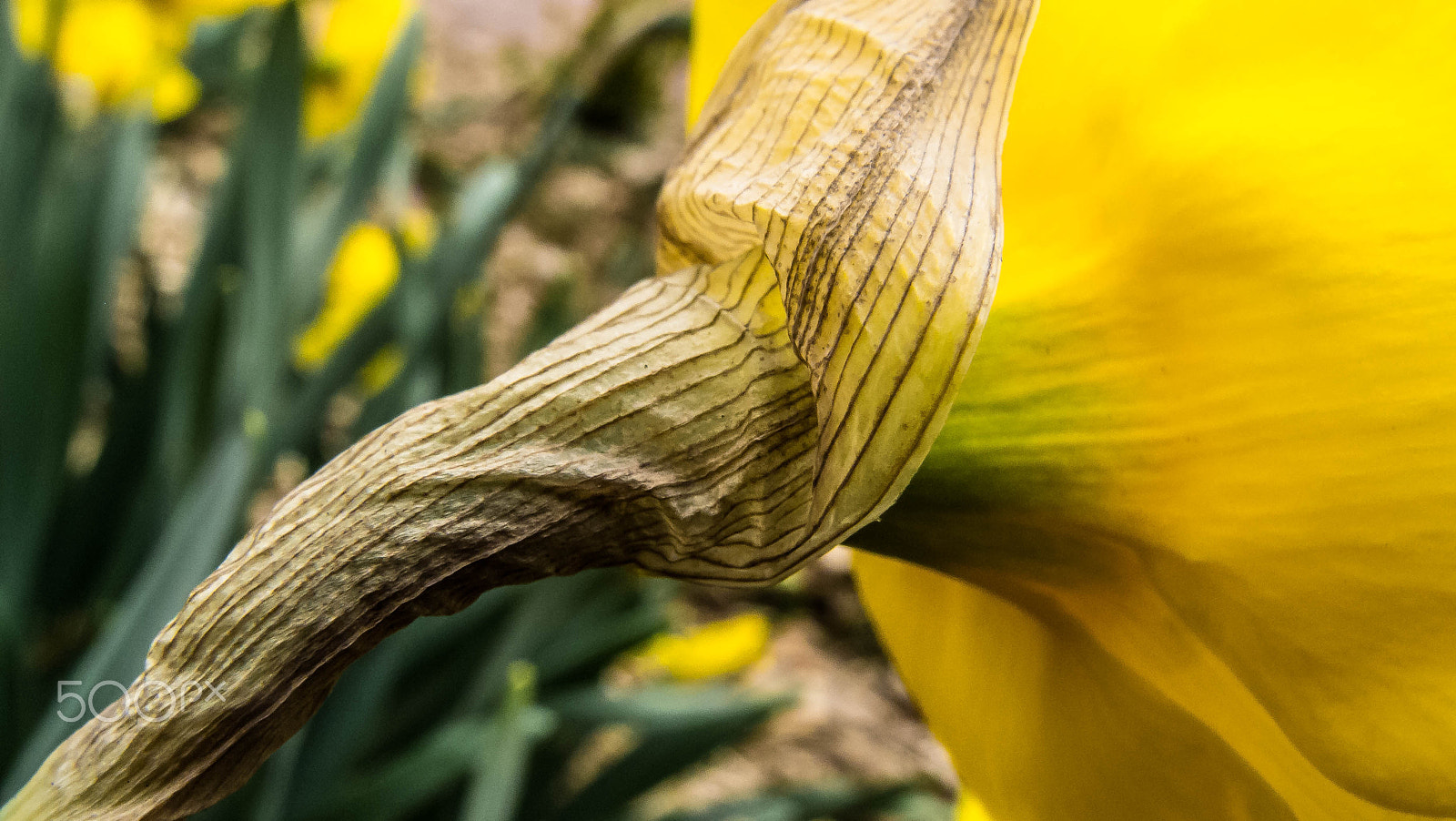 Olympus XZ-1 sample photo. Flowerscape - daffodil # 1 photography