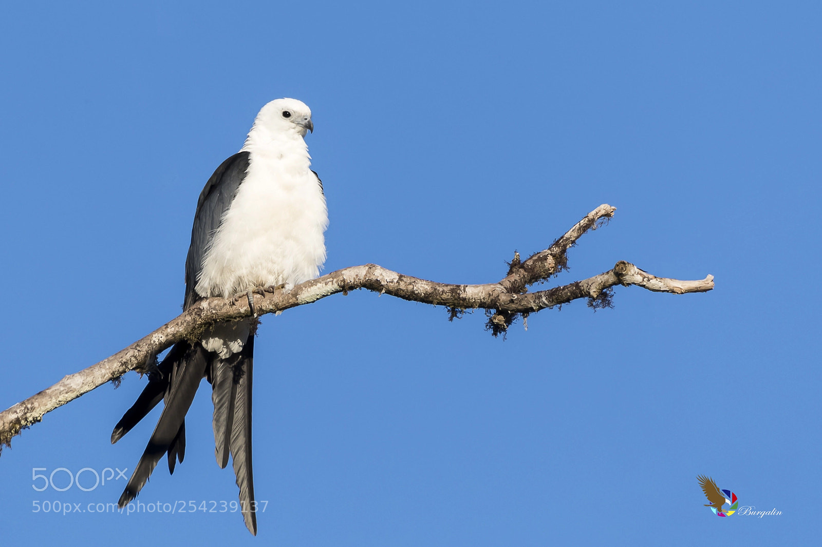 Nikon D500 sample photo. Swallow-tailed kite photography