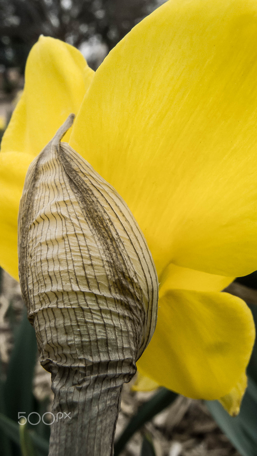Olympus XZ-1 sample photo. Flowerscape - daffodil # 2 photography