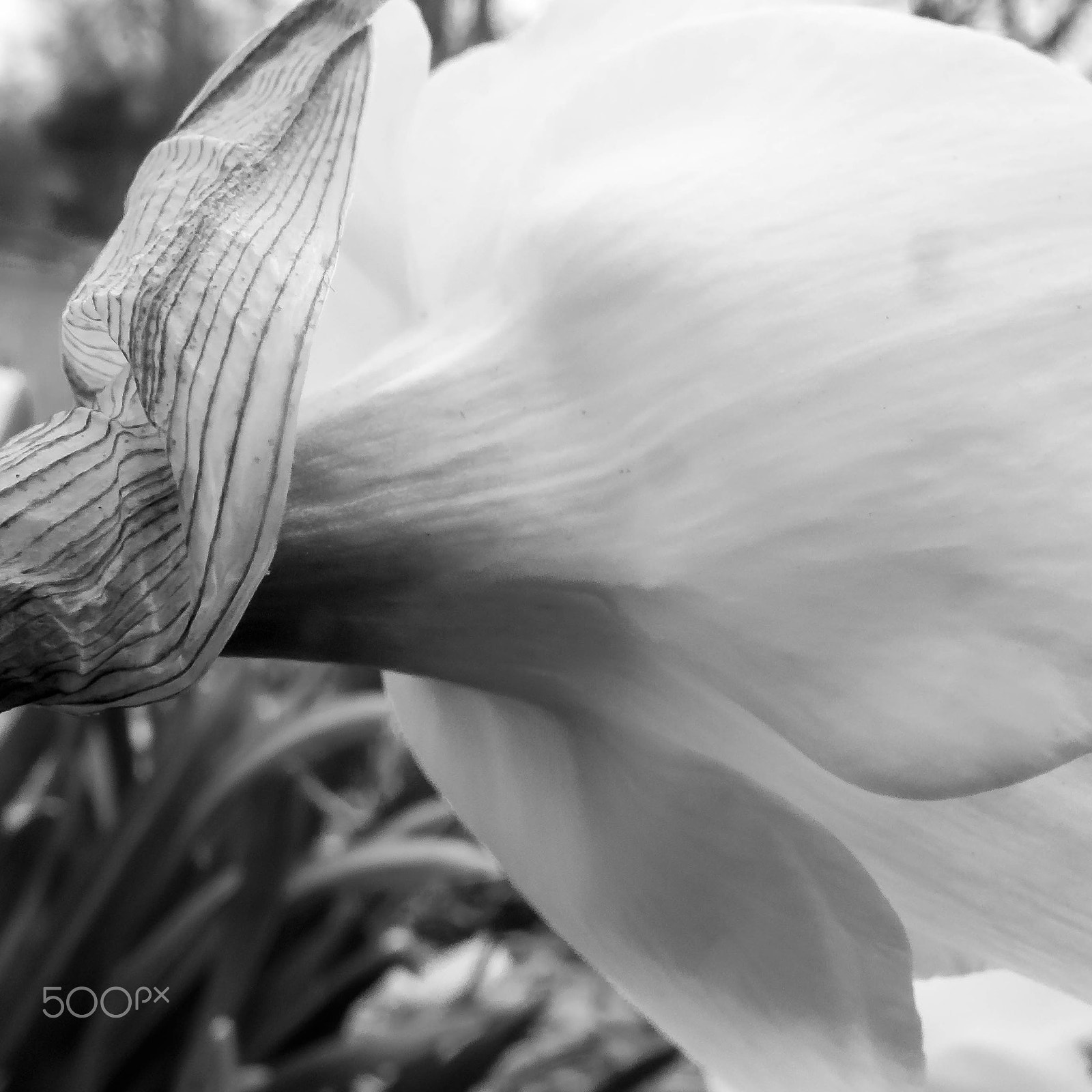 Olympus XZ-1 sample photo. Flowerscape - daffodil # 3 (b&w) photography