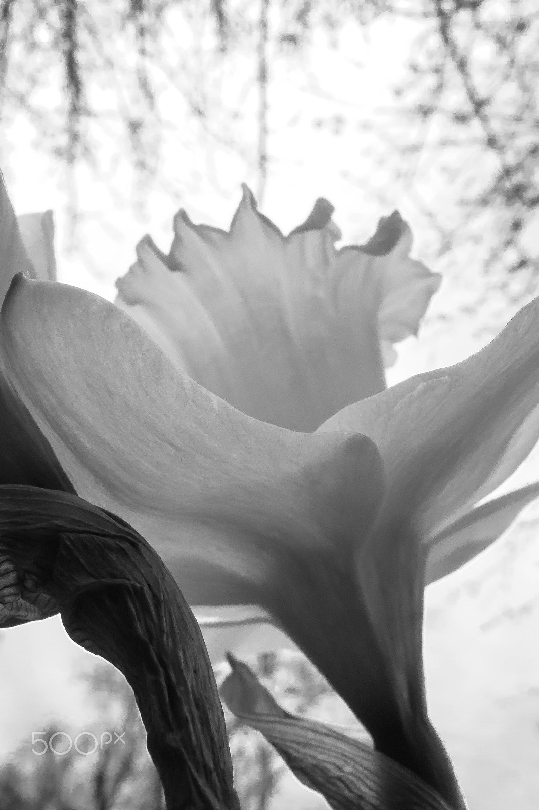 Olympus XZ-1 sample photo. Flowerscape - daffodil # 4 (b&w) photography