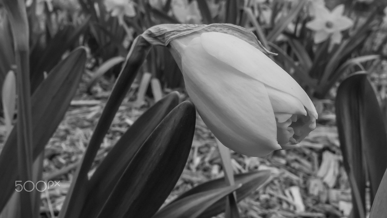 Olympus XZ-1 sample photo. Flowerscape - daffodil # 5 (b&w) photography