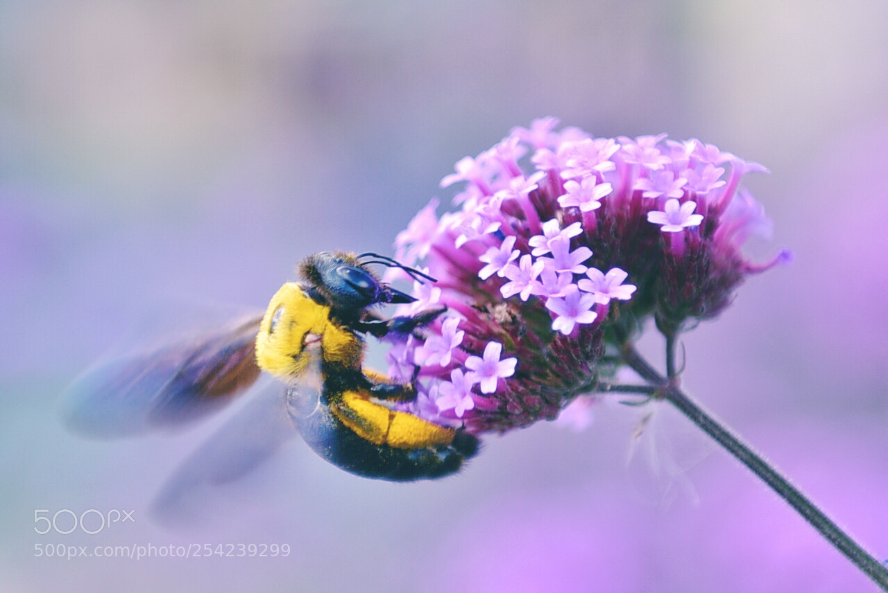 Nikon D810 sample photo. Untitled photography