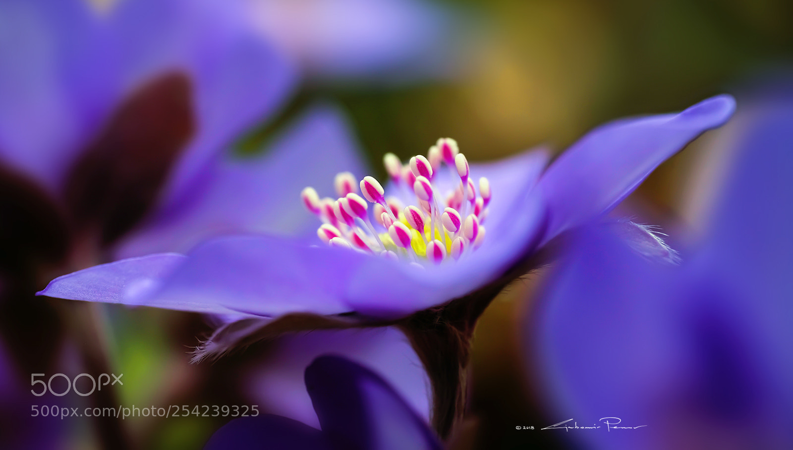 Fujifilm X-T1 sample photo. Purple 2 photography