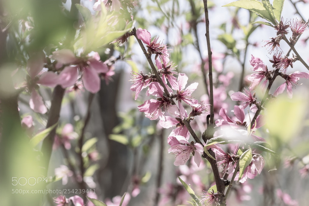 Canon EOS 70D sample photo. Spring photography