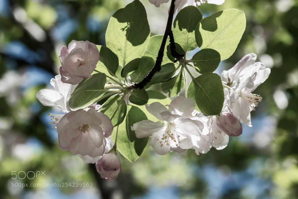Canon EOS 70D sample photo. Spring sunlight photography