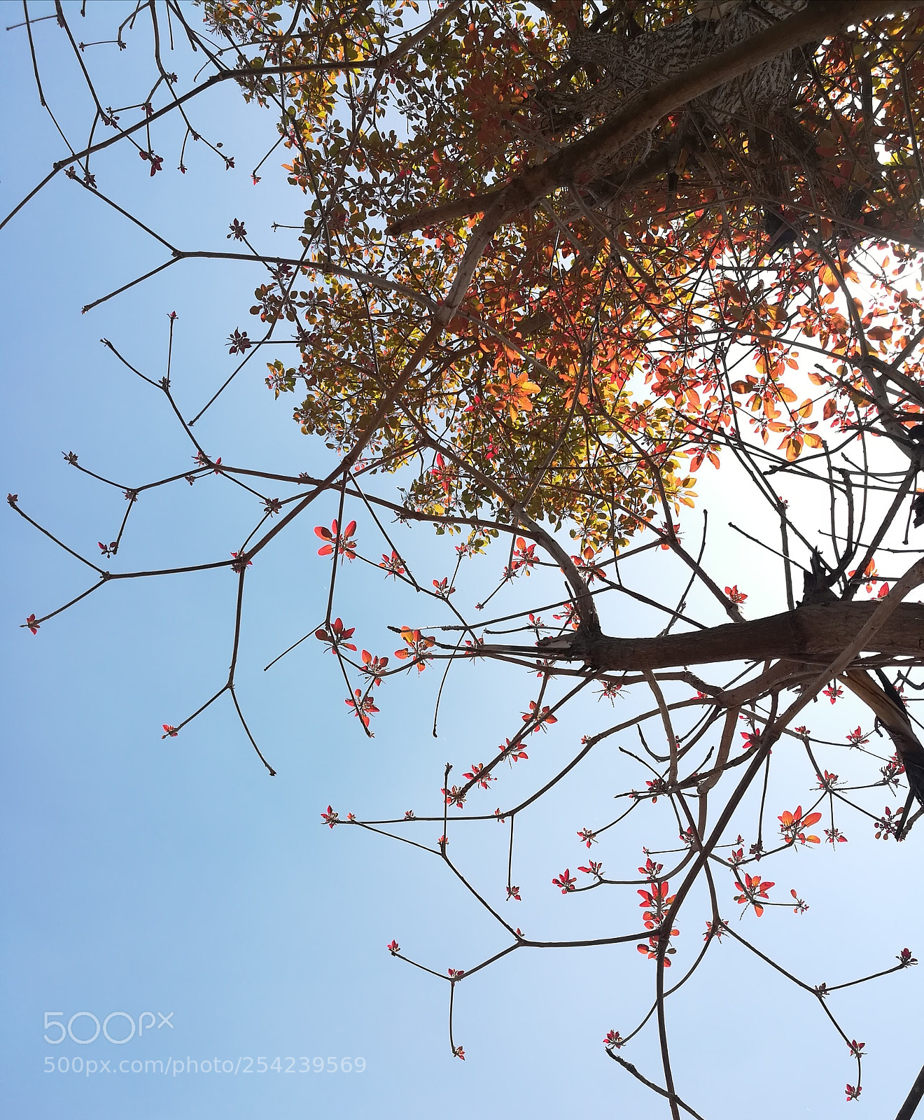 HUAWEI honor 6x sample photo. Summertime photography