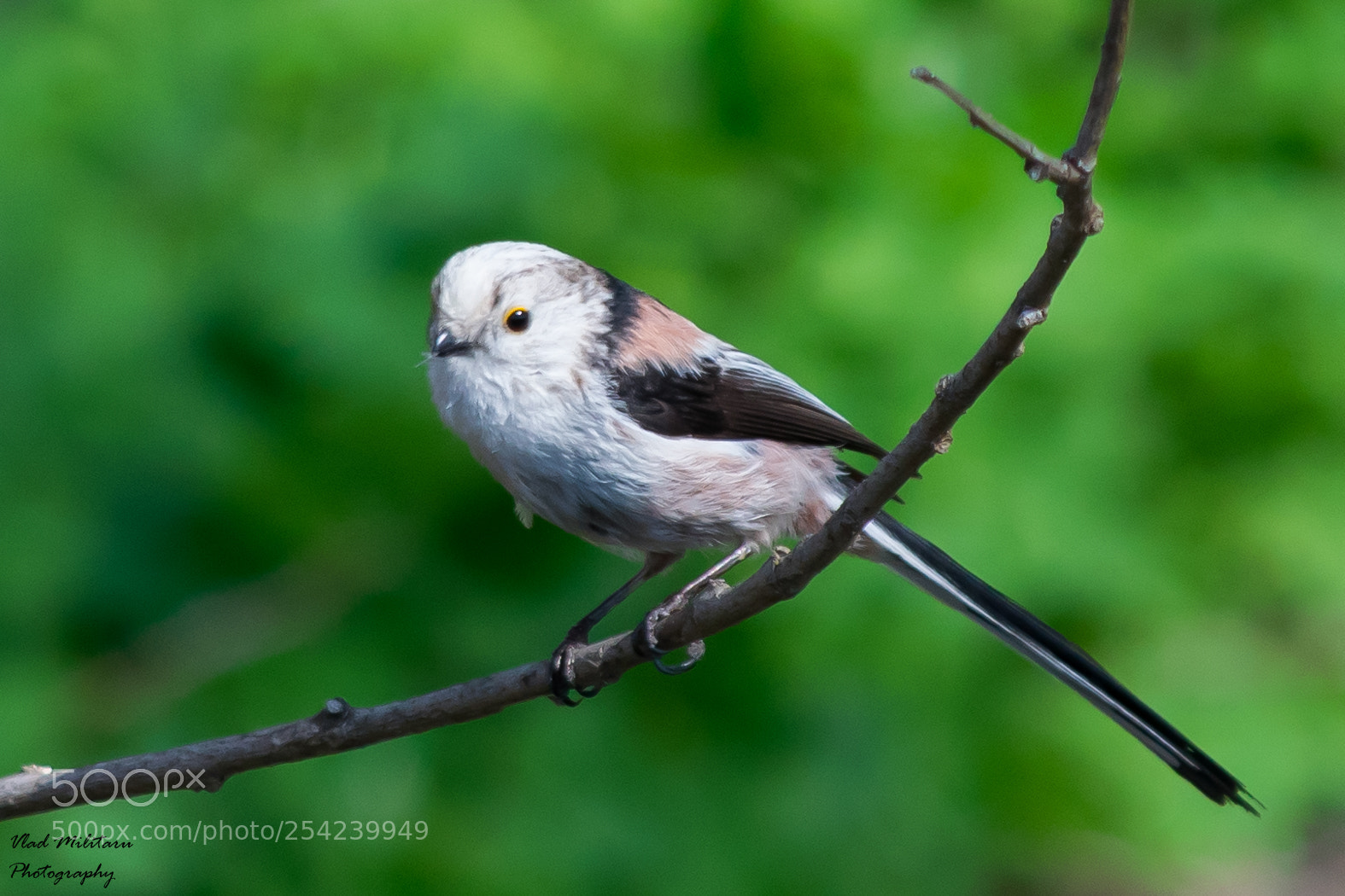 Nikon D5300 sample photo. Long-tailed tit or long-tailed photography