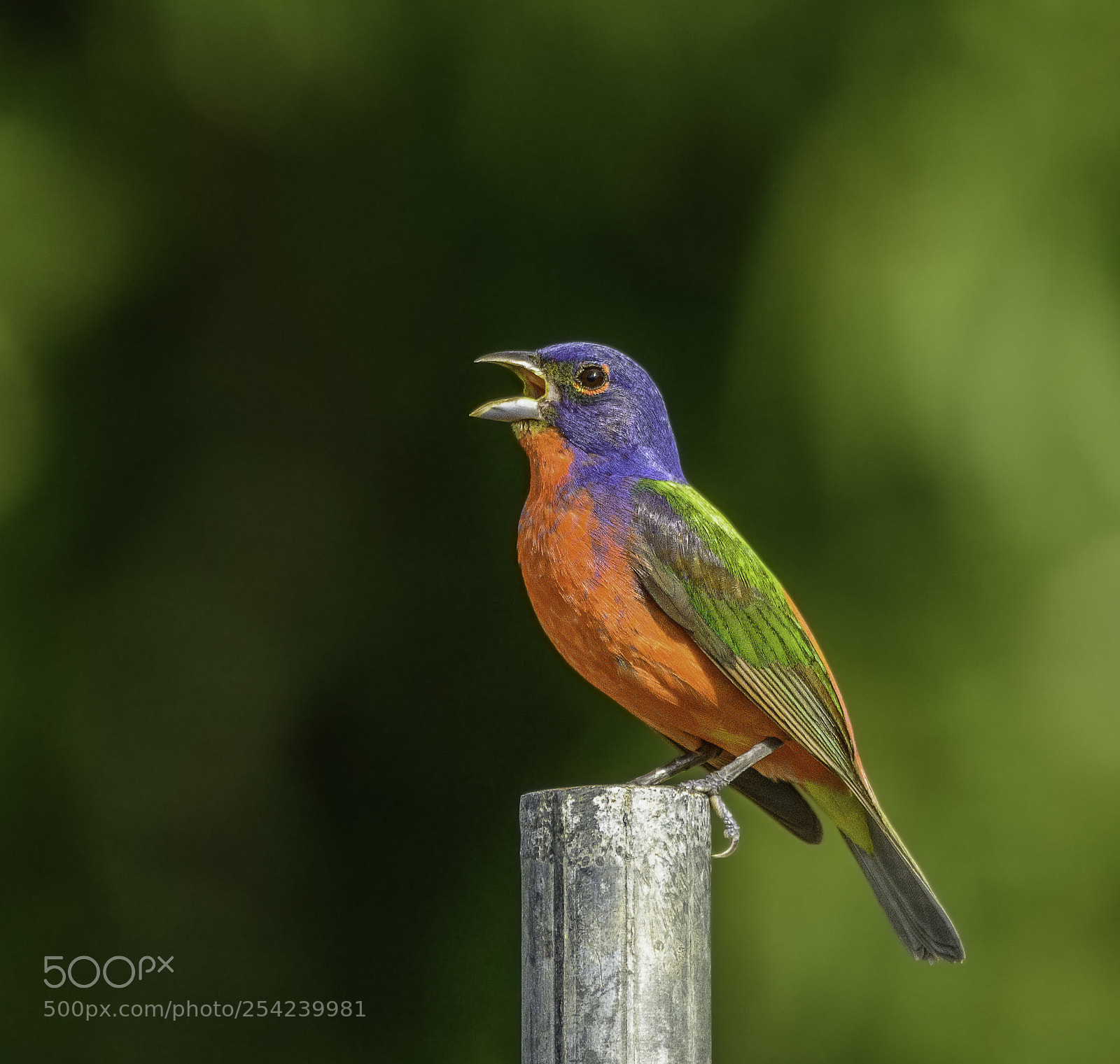 Nikon D7100 sample photo. Male painted bunting photography
