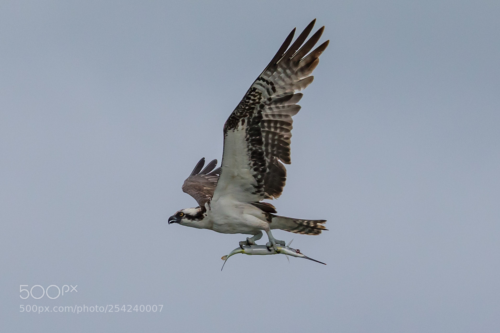 Canon EOS 5D Mark IV sample photo. Osprey photography