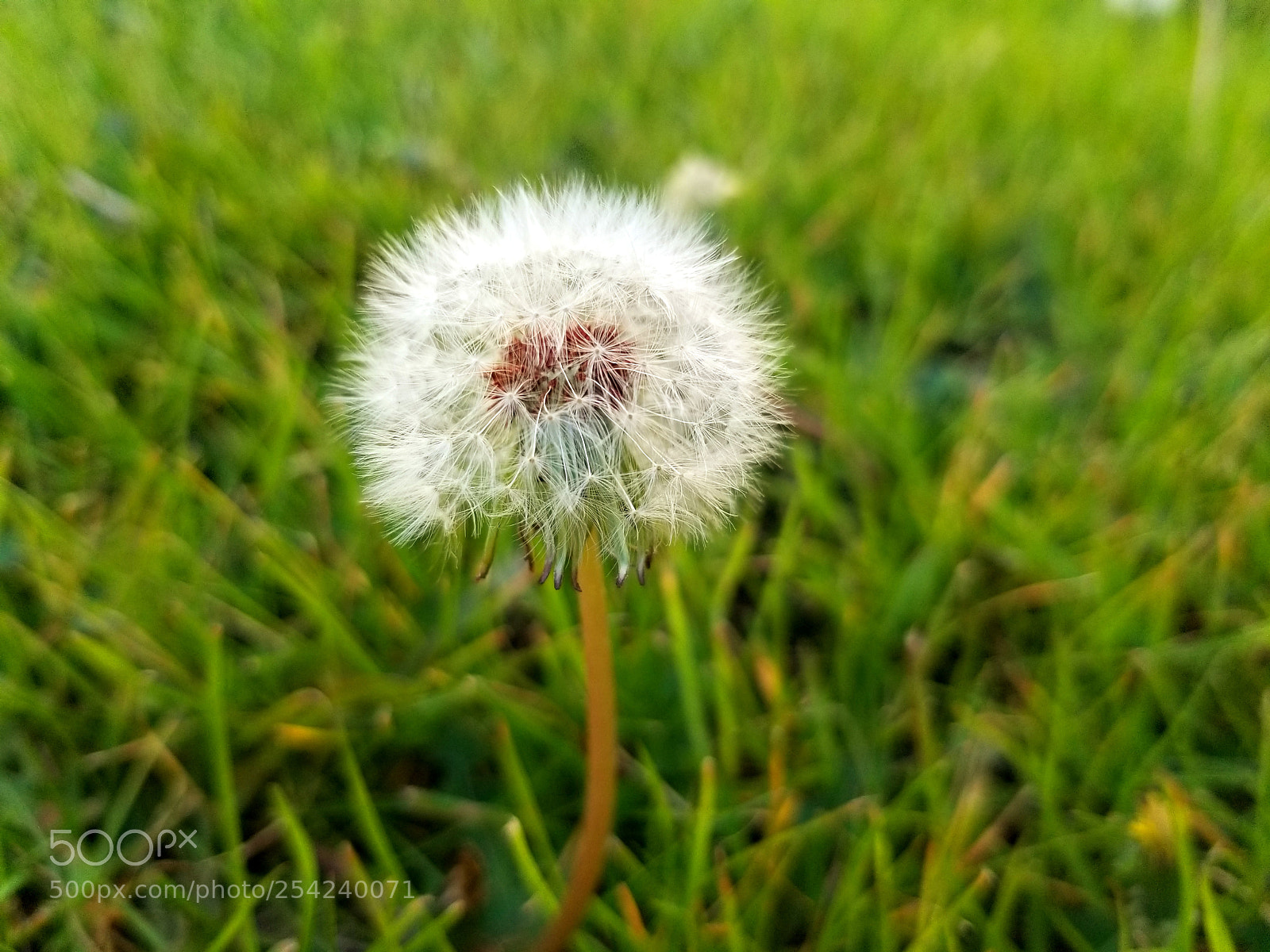 Samsung Galaxy S8+ sample photo. Dandelion photography