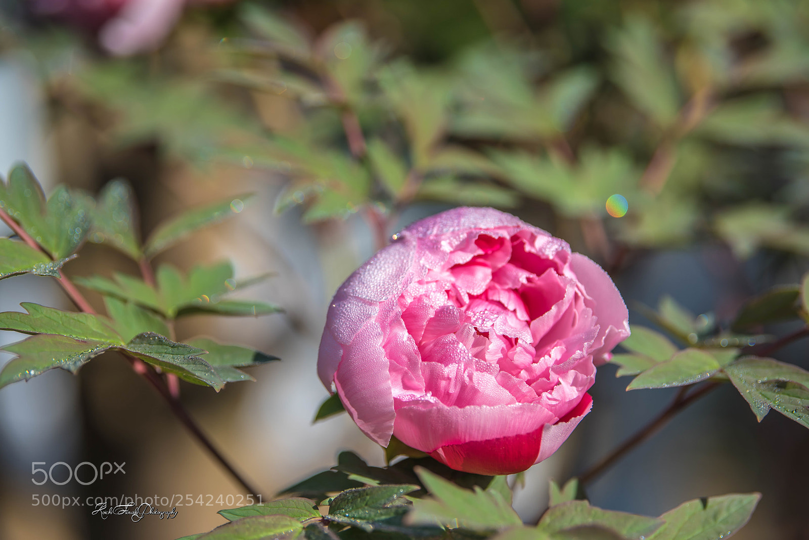 Nikon D810 sample photo. Morning dew is beautiful photography