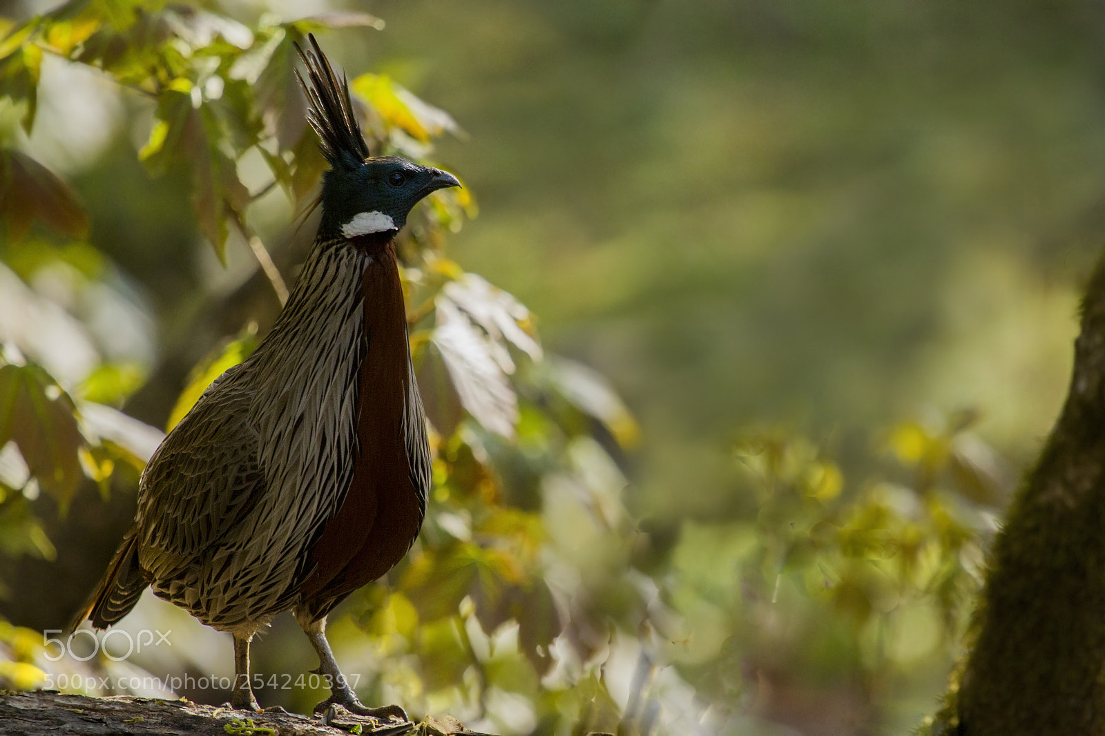 Canon EOS 7D sample photo. Male koklass pheasant photography