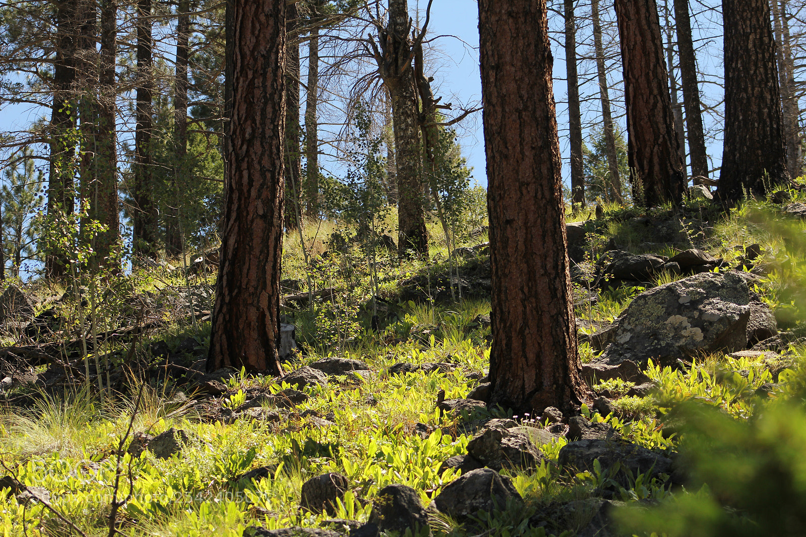 Canon EOS 550D (EOS Rebel T2i / EOS Kiss X4) sample photo. Hidden forest.  photography
