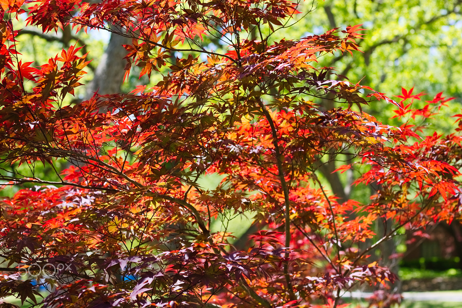 Canon EOS 750D (EOS Rebel T6i / EOS Kiss X8i) sample photo. Japanese maple photography