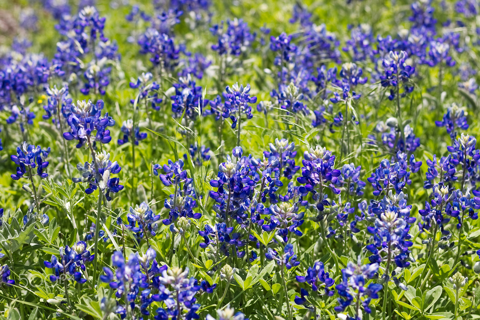 Canon EOS 750D (EOS Rebel T6i / EOS Kiss X8i) sample photo. Texas bluebonnets photography