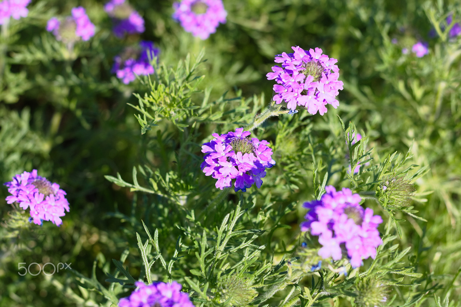 Canon EOS 750D (EOS Rebel T6i / EOS Kiss X8i) sample photo. Purple kind of evening photography