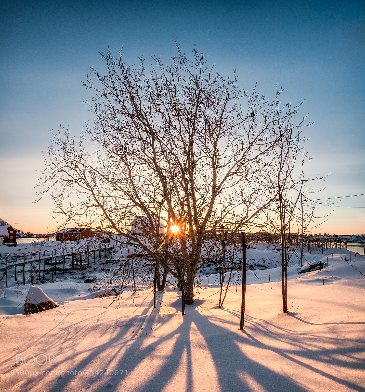 Fujifilm X-T2 sample photo. Sunrise on dry tree photography