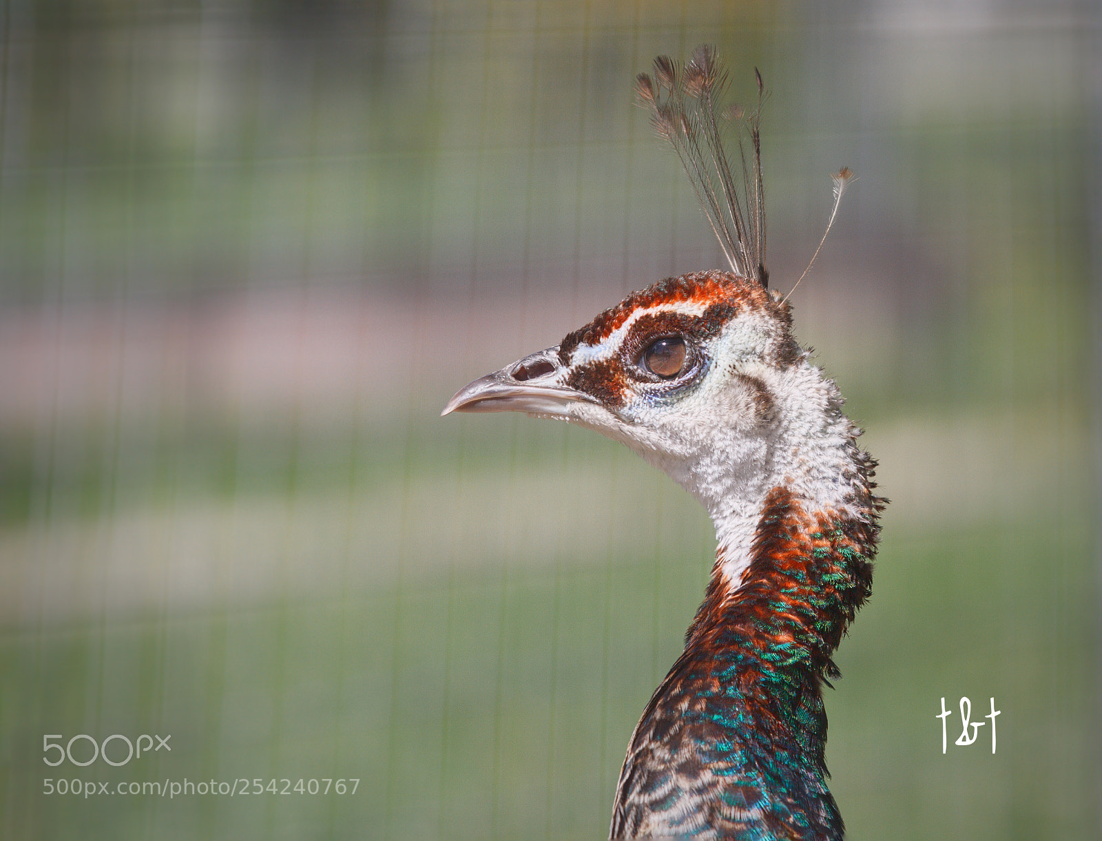 Canon EOS 7D sample photo. Untitled photography