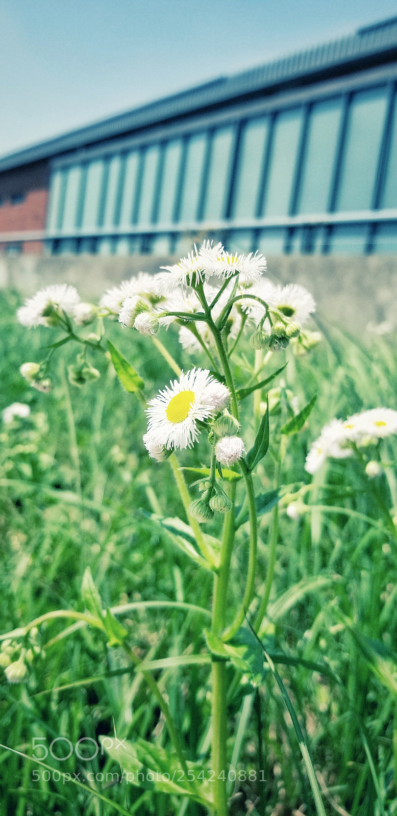 Samsung Galaxy S8+ sample photo. Untitled photography