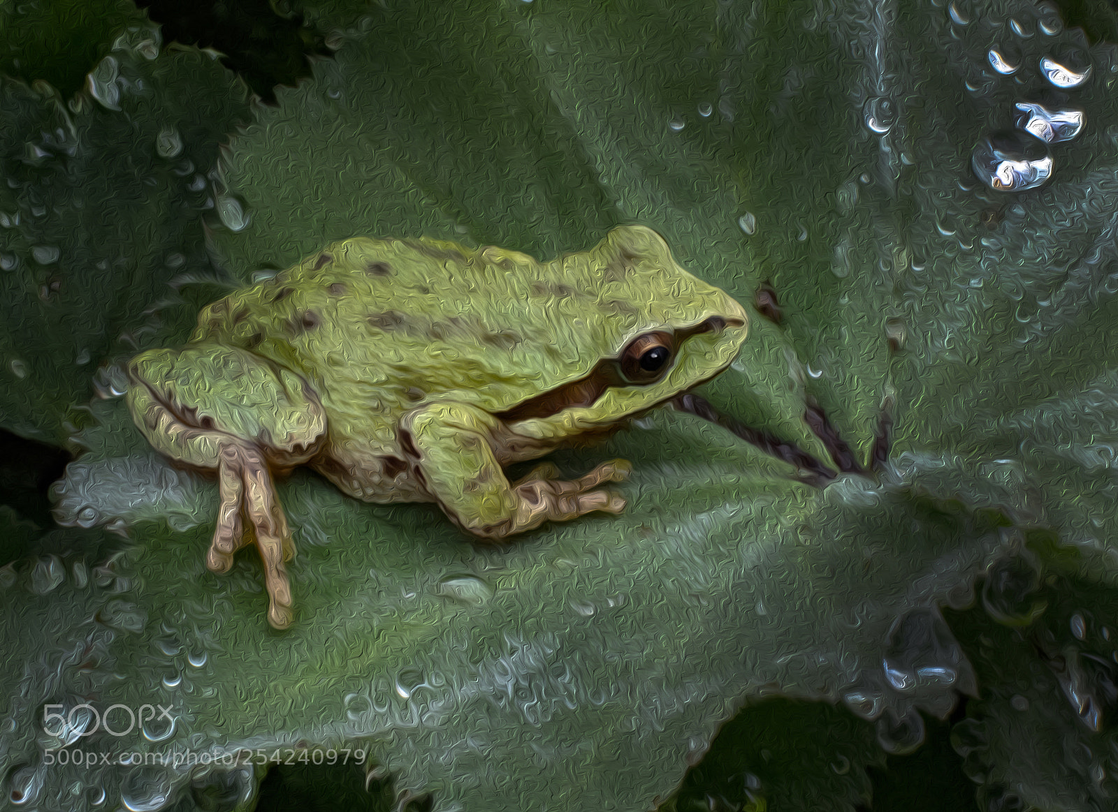 Canon EOS M5 sample photo. Pacific tree frog photography