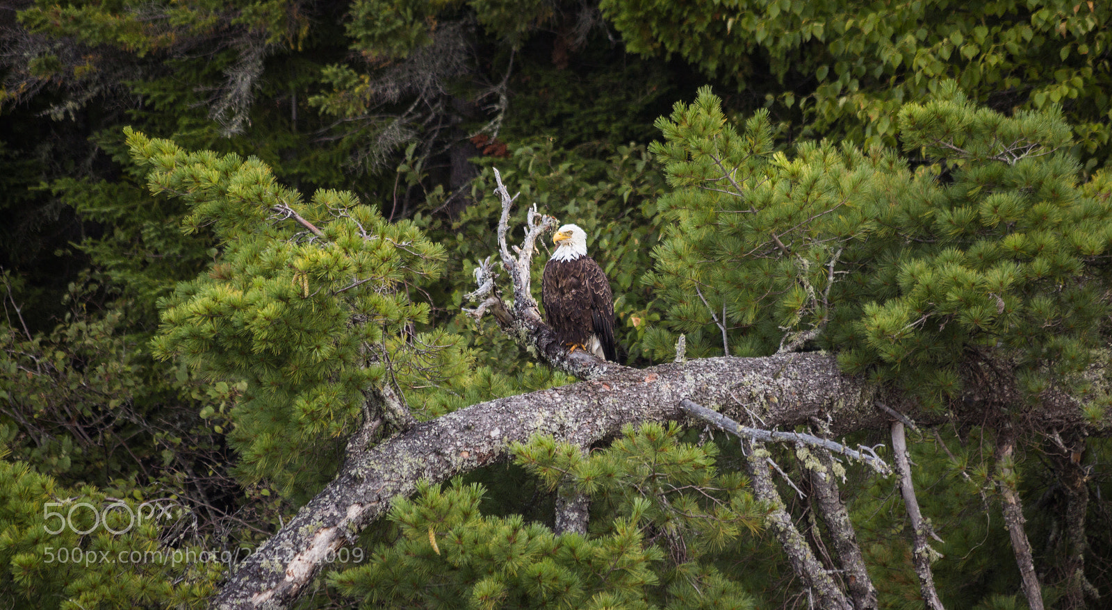 Canon EOS 600D (Rebel EOS T3i / EOS Kiss X5) sample photo. Eagle at allagash river photography