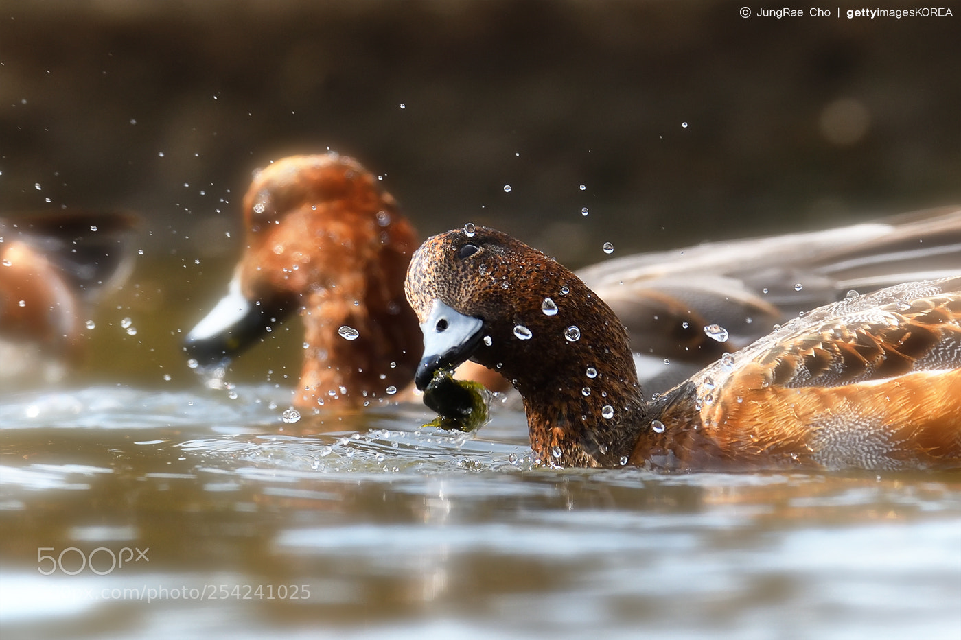 Nikon D850 sample photo. Duck photography