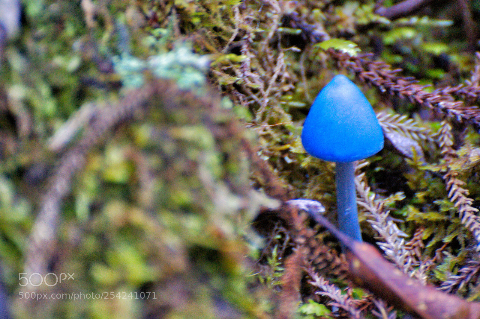 Nikon D3100 sample photo. Blue mushroom photography