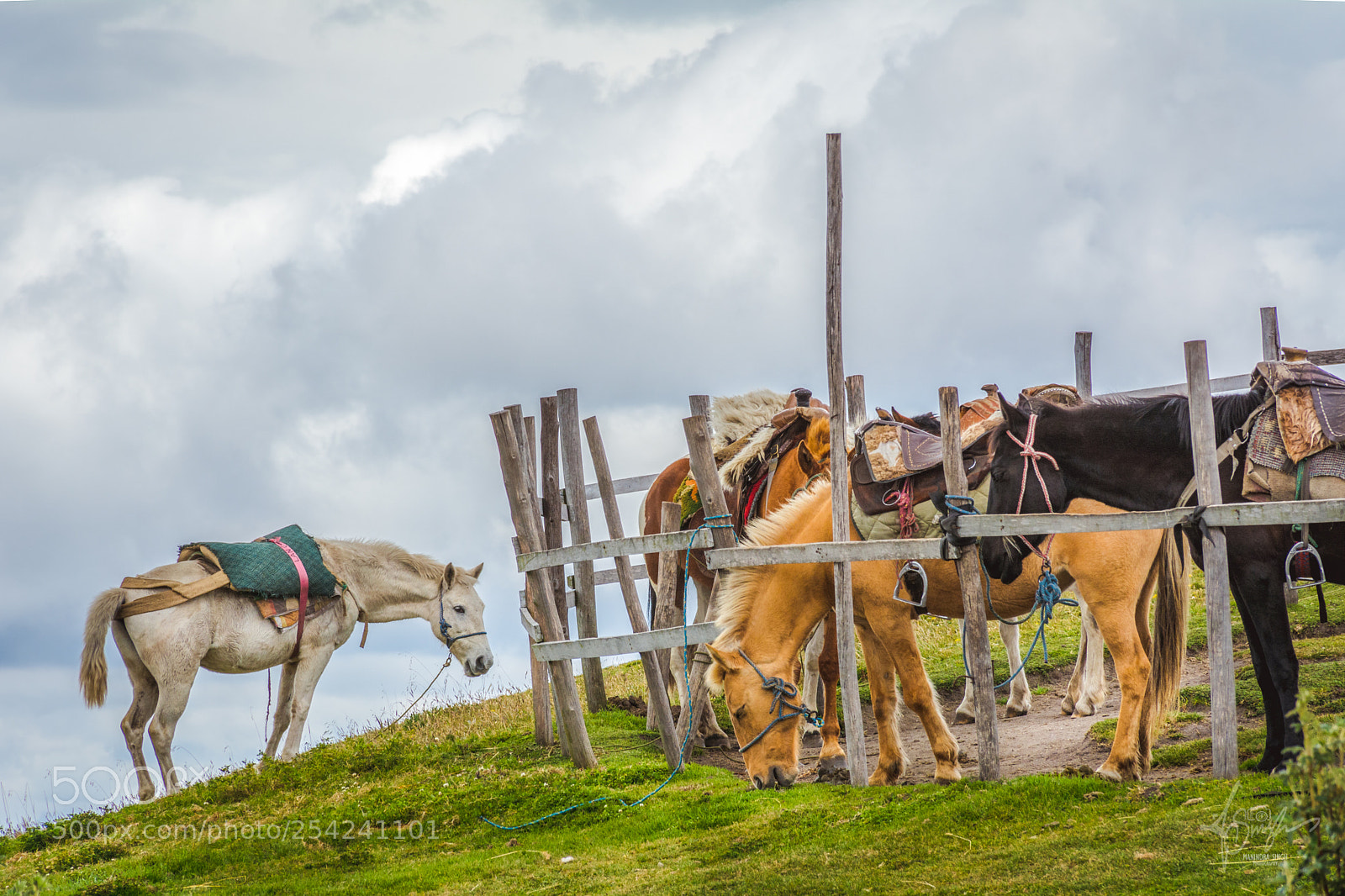 Nikon D7100 sample photo. Pichincha horses photography
