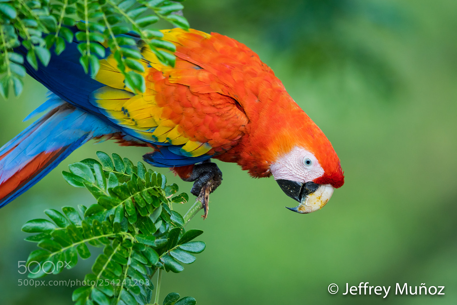 Canon EOS 5D Mark IV sample photo. Scarlet macaw photography