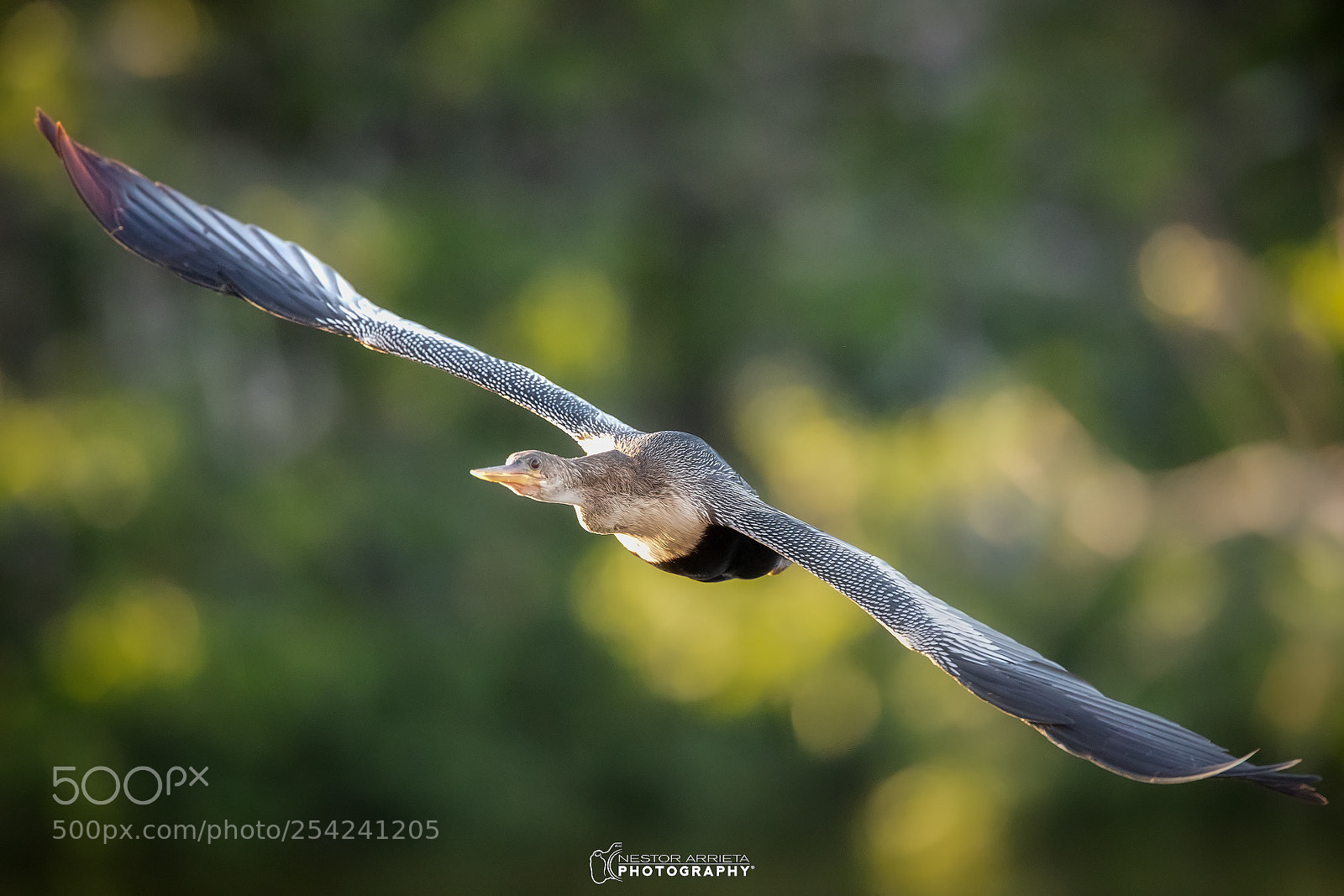 Canon EOS-1D X Mark II sample photo. Anhinga photography