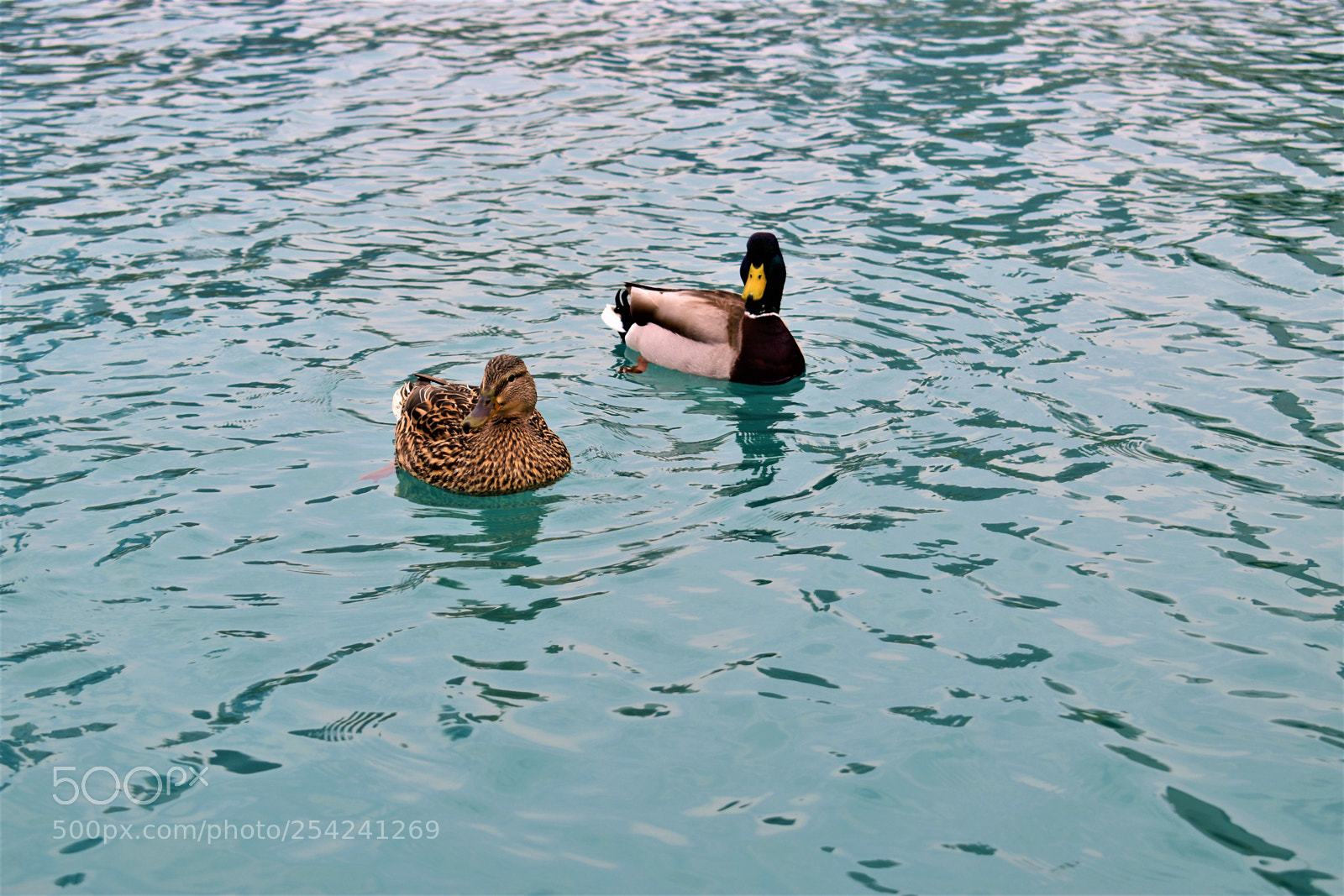 Nikon D5500 sample photo. Chicago photography