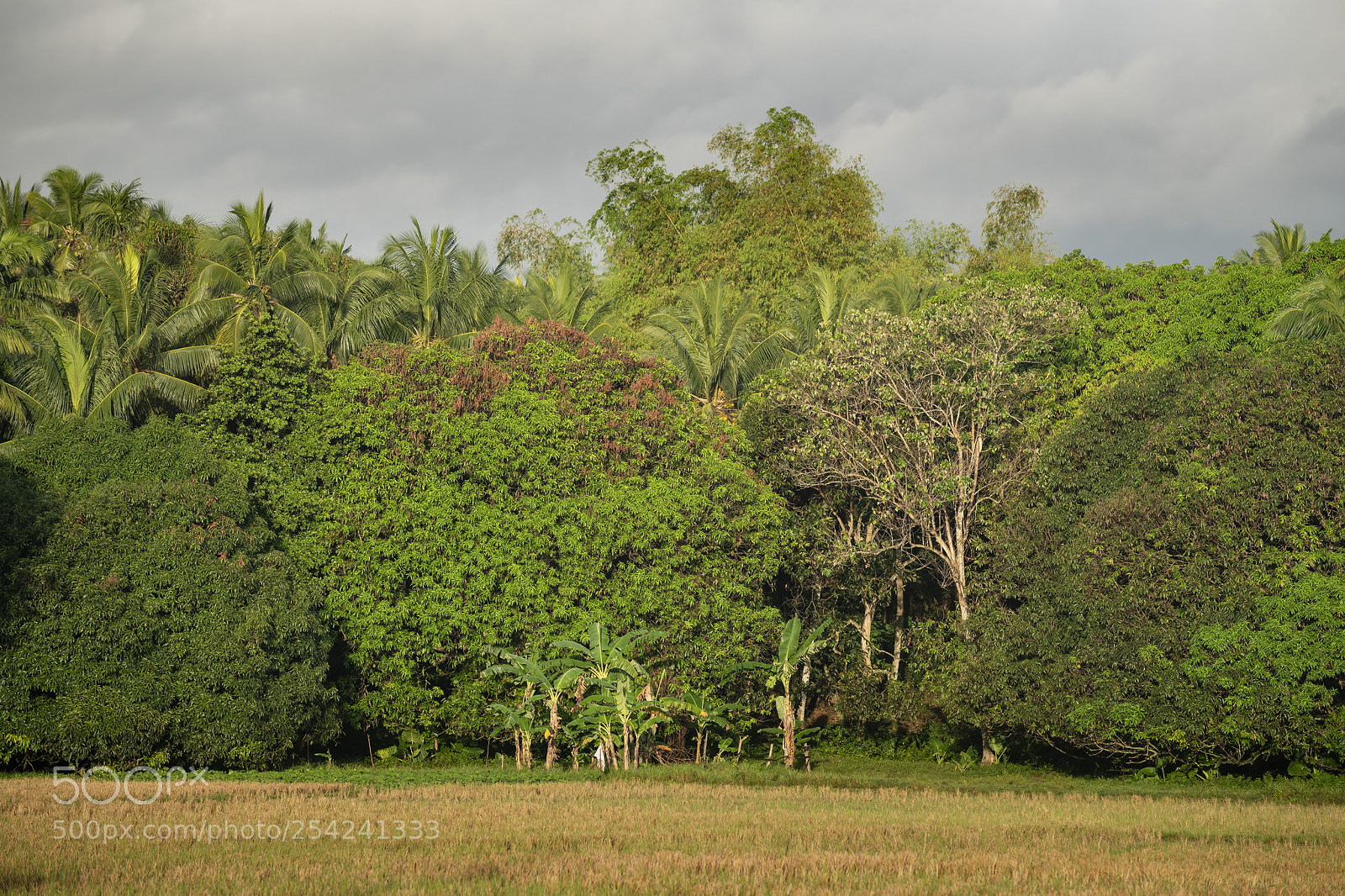 Nikon D850 sample photo. Philippines countryside photography
