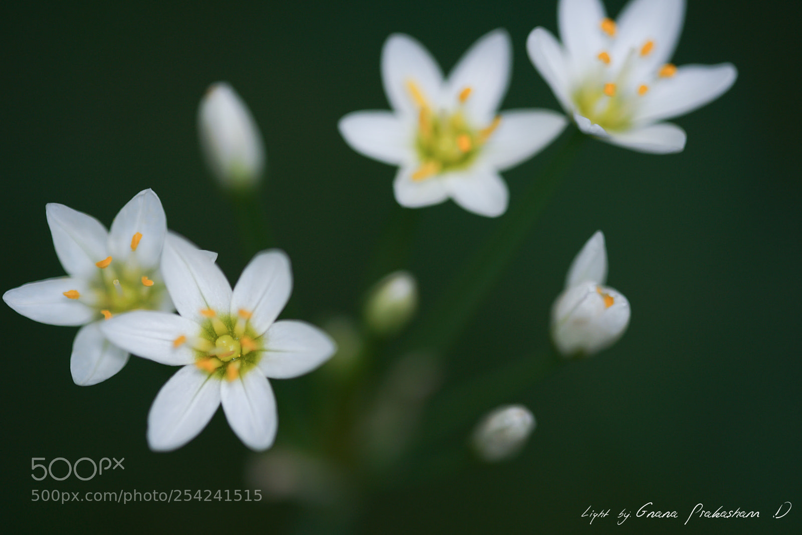 Sony a6000 sample photo. Garden wild flower photography