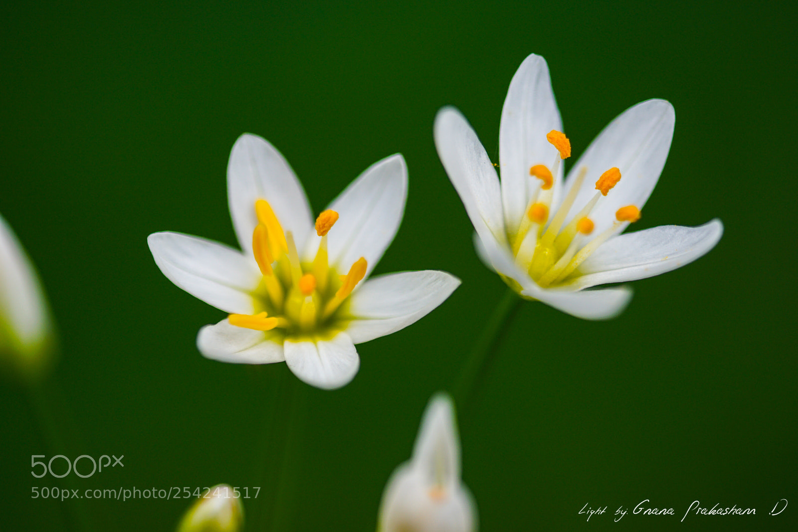 Sony a6000 sample photo. Garden wild flower photography