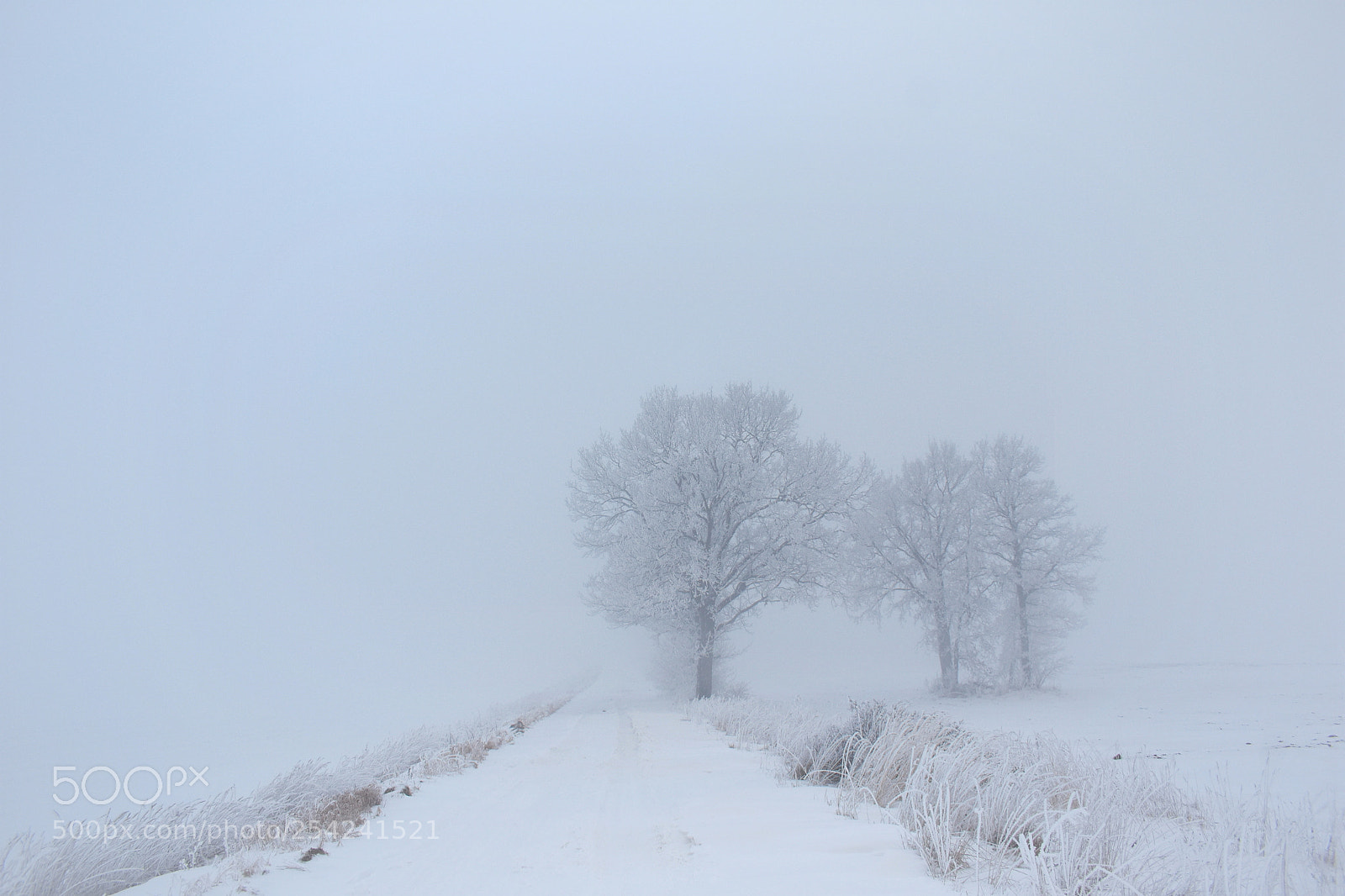 Nikon D3400 sample photo. Foggy day photography