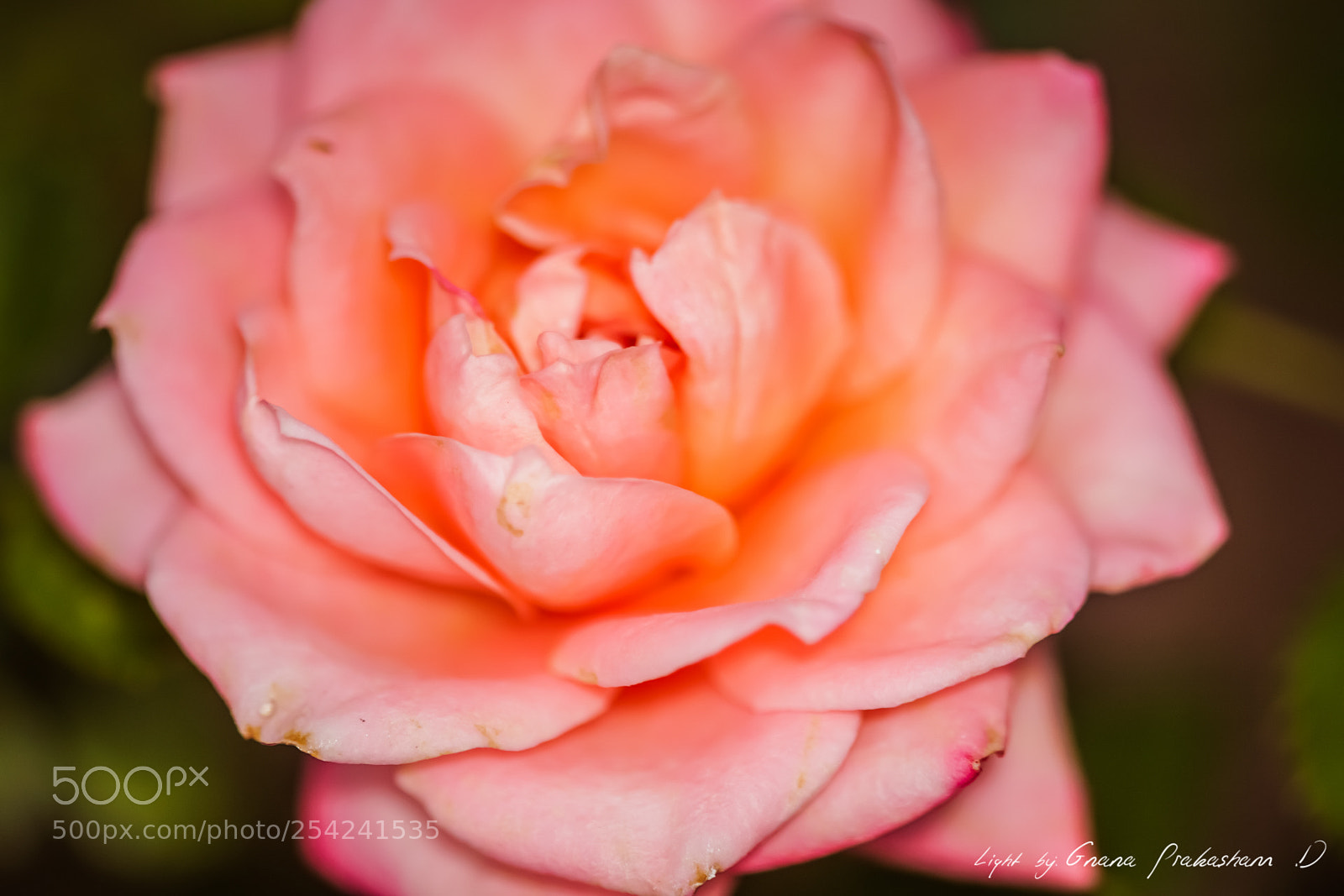 Sony a6000 sample photo. Mini peach rose photography